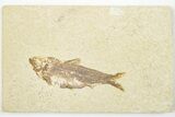 4.1" Detailed Fossil Fish (Knightia) - Wyoming - #201552-1